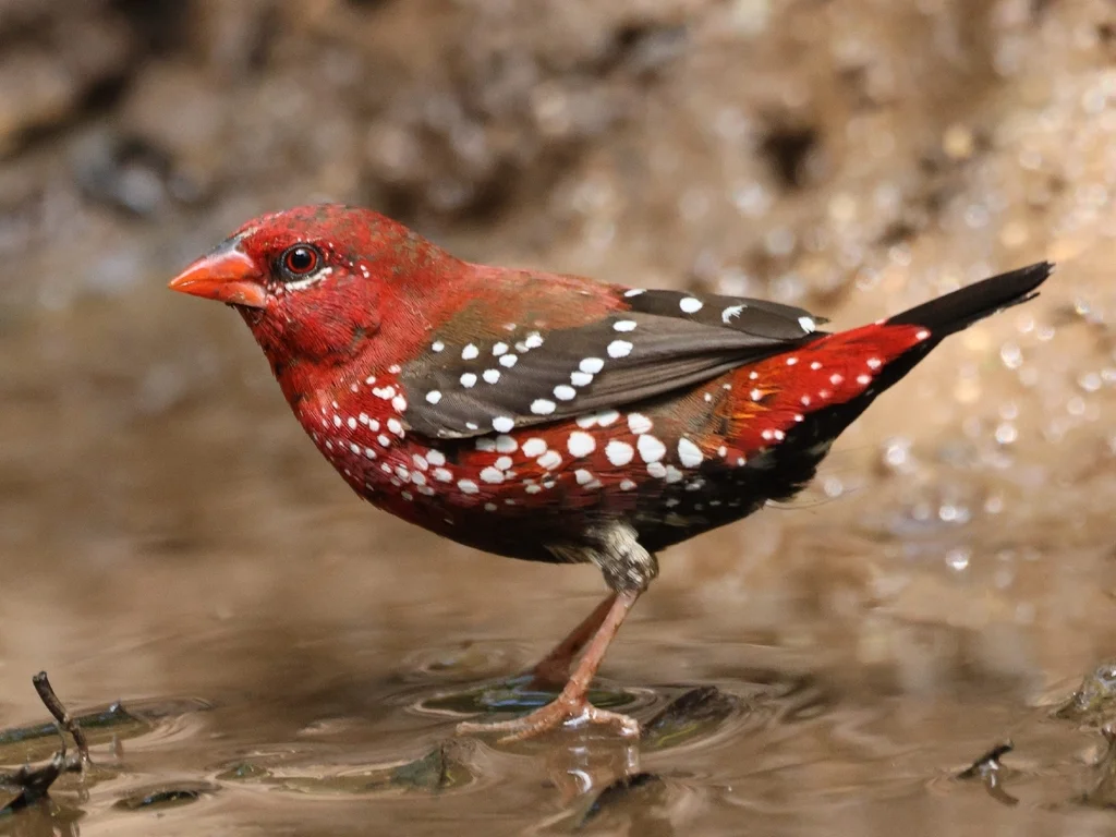 红梅花雀(Amandava amandava)