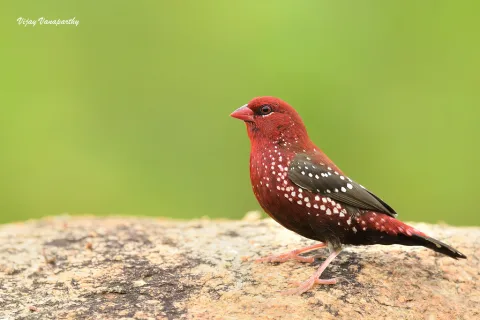 红梅花雀