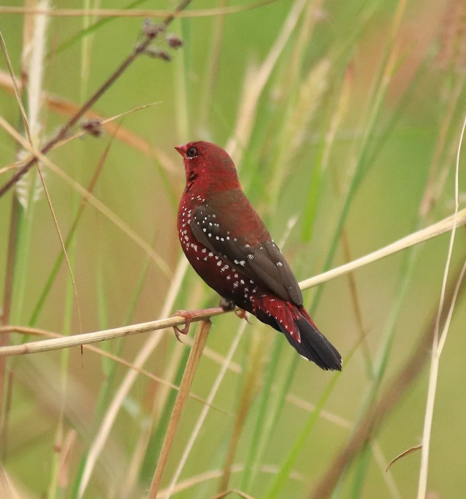 红梅花雀(Amandava amandava)