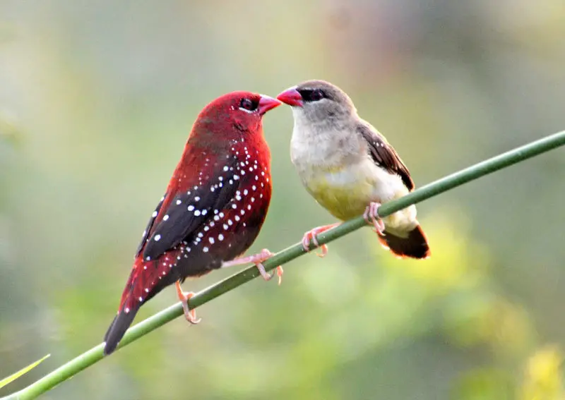 红梅花雀(Amandava amandava)