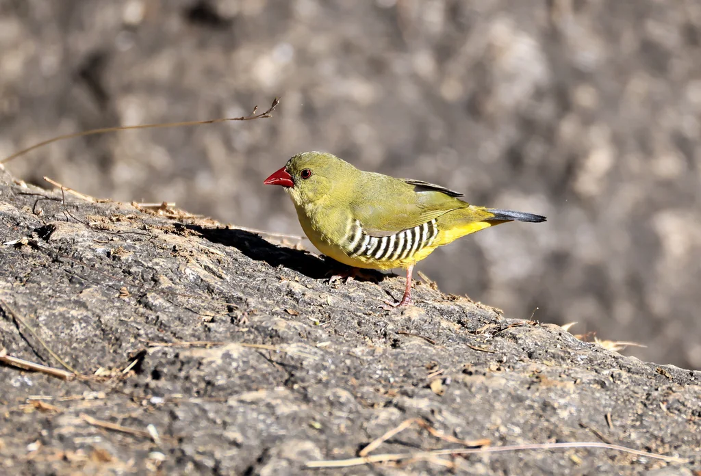 绿梅花雀(Amandava formosa)