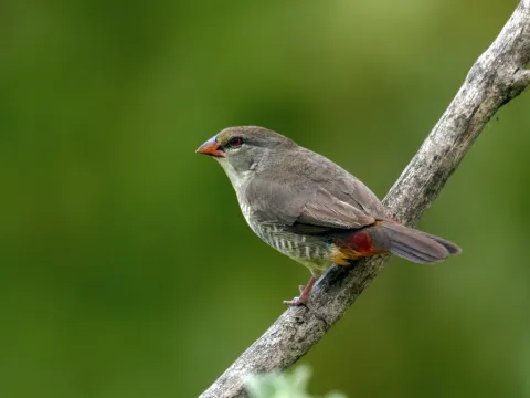 橙胸梅花雀