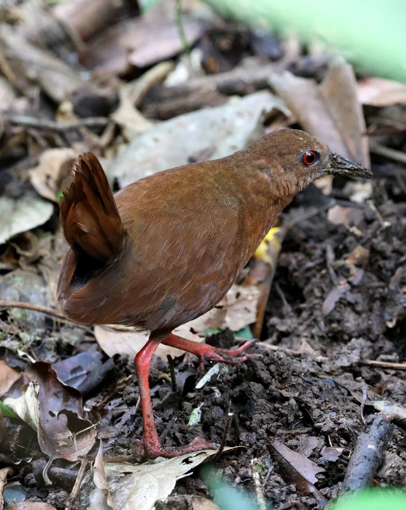 纯色秧鸡(Amaurolimnas concolor)