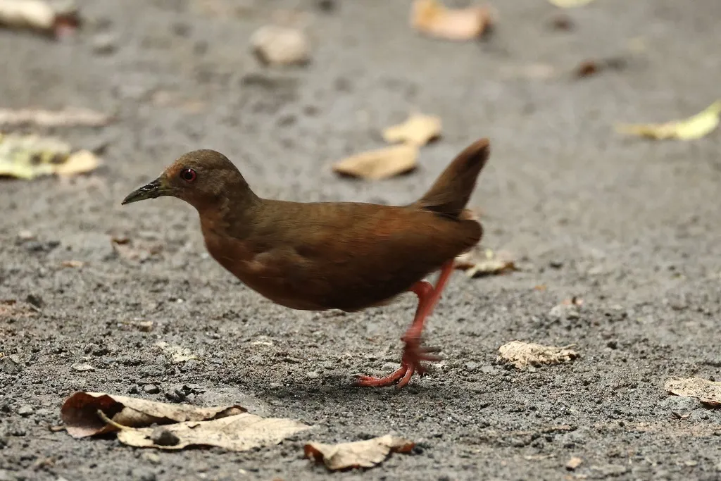 纯色秧鸡(Amaurolimnas concolor)