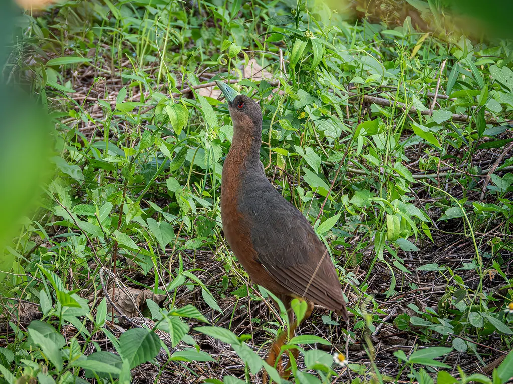 苏拉威西苦恶鸟(Amaurornis isabellina)
