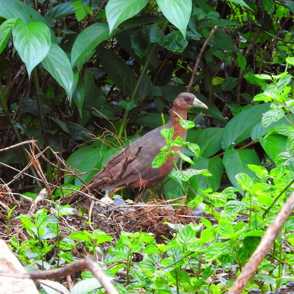 苏拉威西苦恶鸟(Amaurornis isabellina)