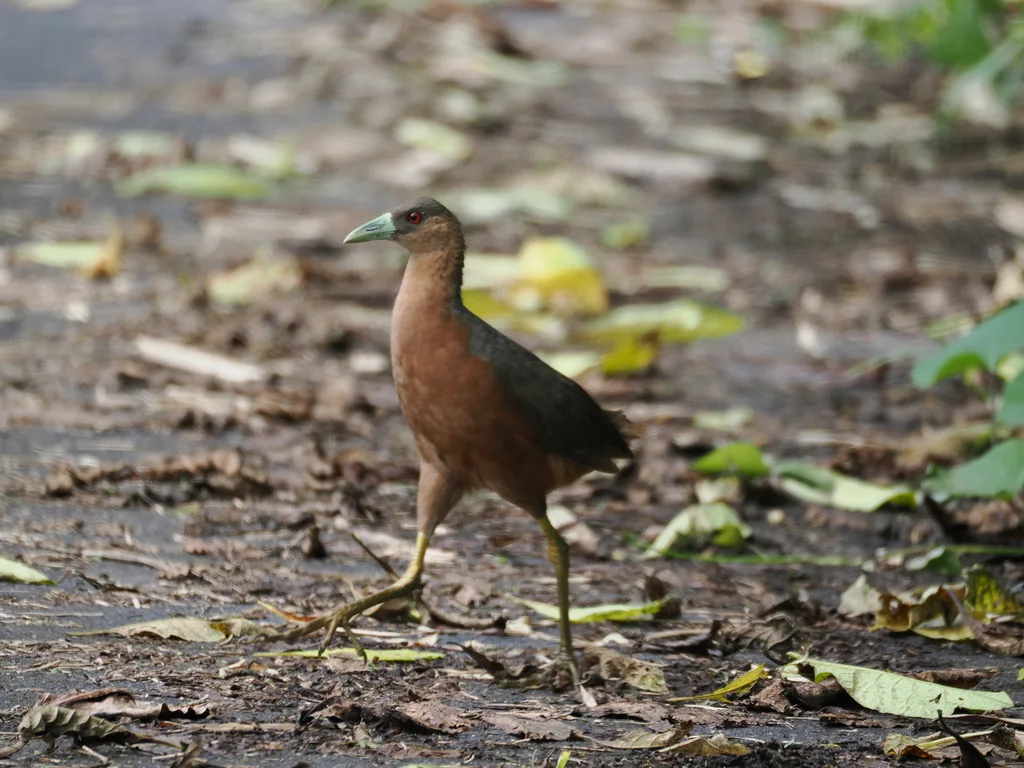 苏拉威西苦恶鸟(Amaurornis isabellina)
