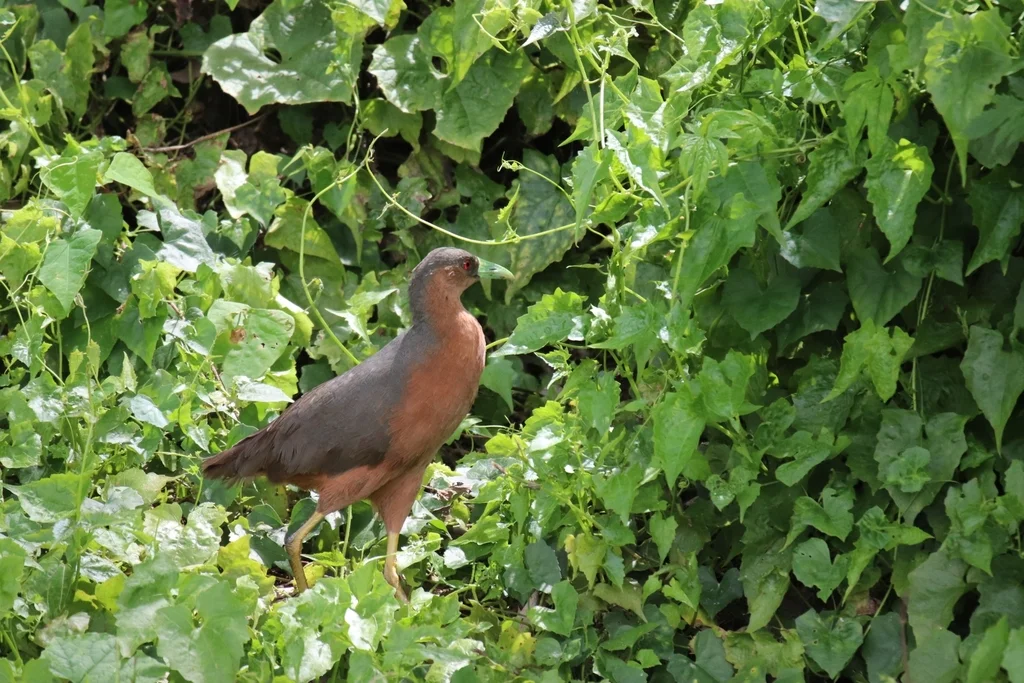 苏拉威西苦恶鸟(Amaurornis isabellina)