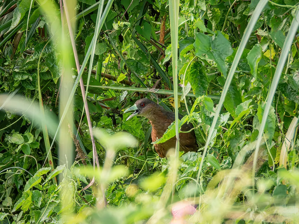 苏拉威西苦恶鸟(Amaurornis isabellina)