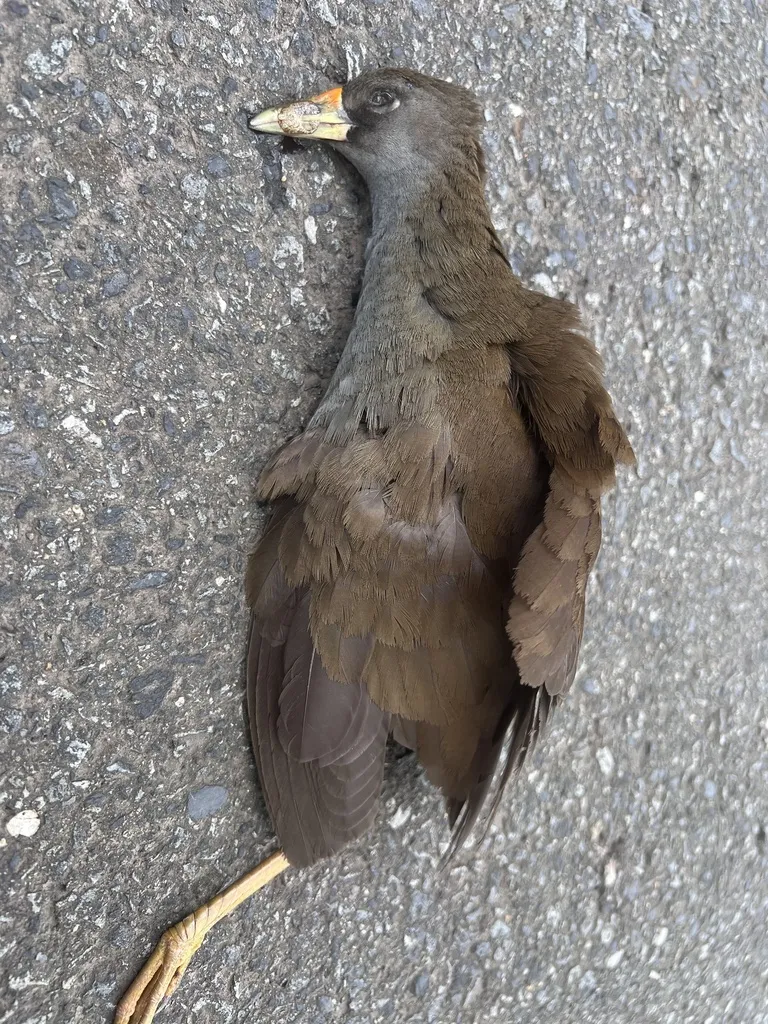 棕尾苦恶鸟(Amaurornis moluccana)