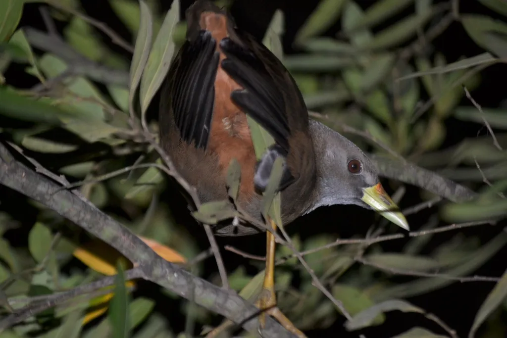 棕尾苦恶鸟(Amaurornis moluccana)