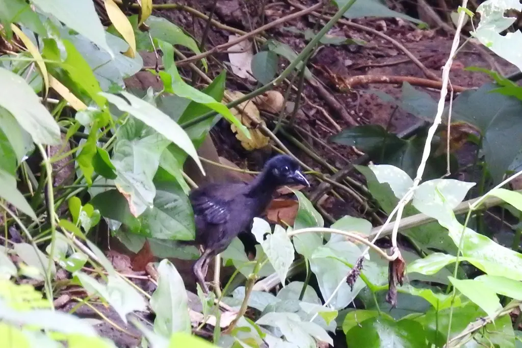 菲律宾苦恶鸟(Amaurornis olivacea)