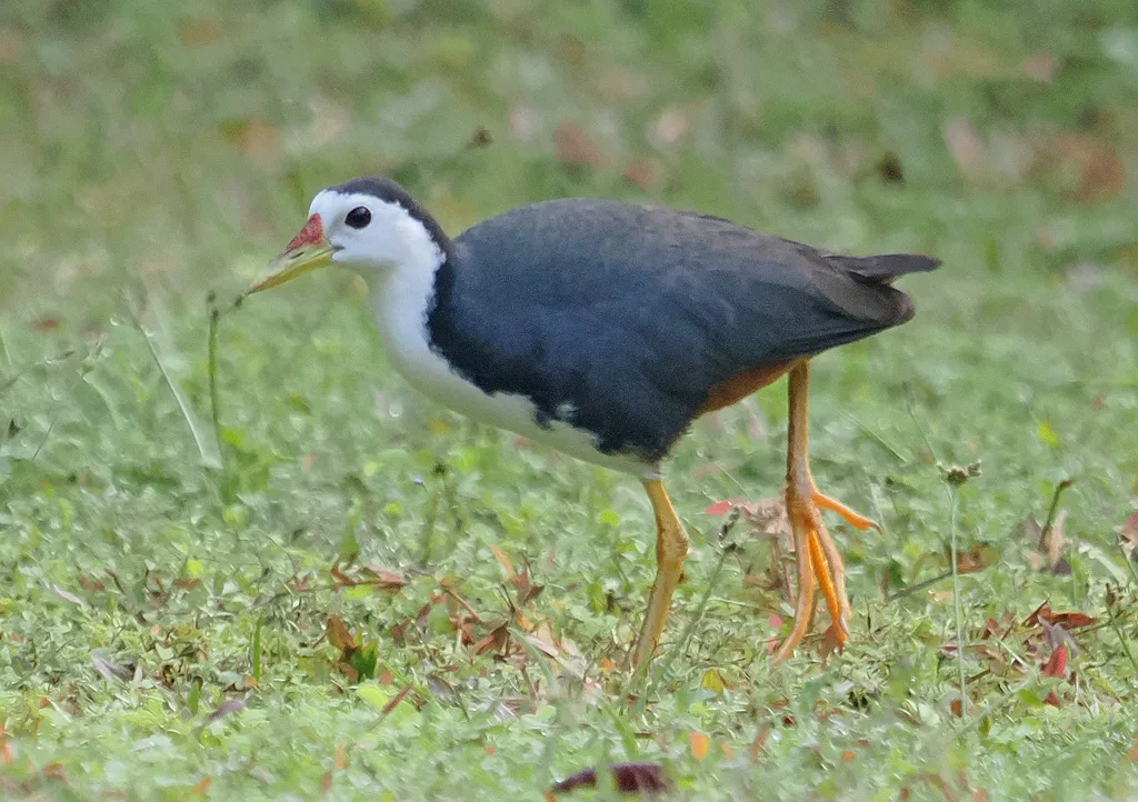 白胸苦恶鸟(Amaurornis phoenicurus)