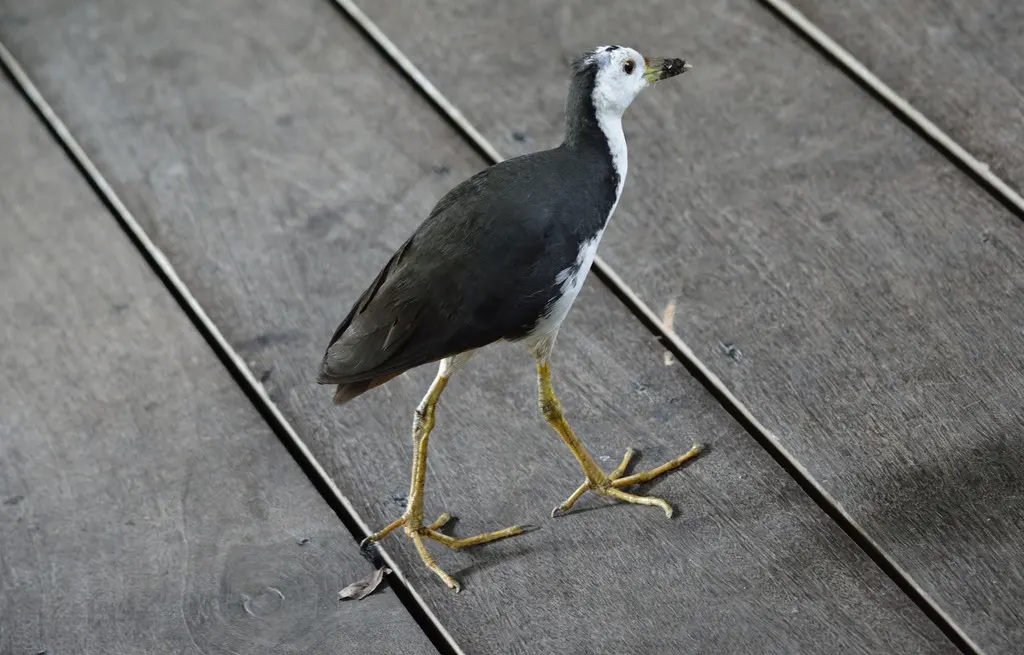 白胸苦恶鸟(Amaurornis phoenicurus)
