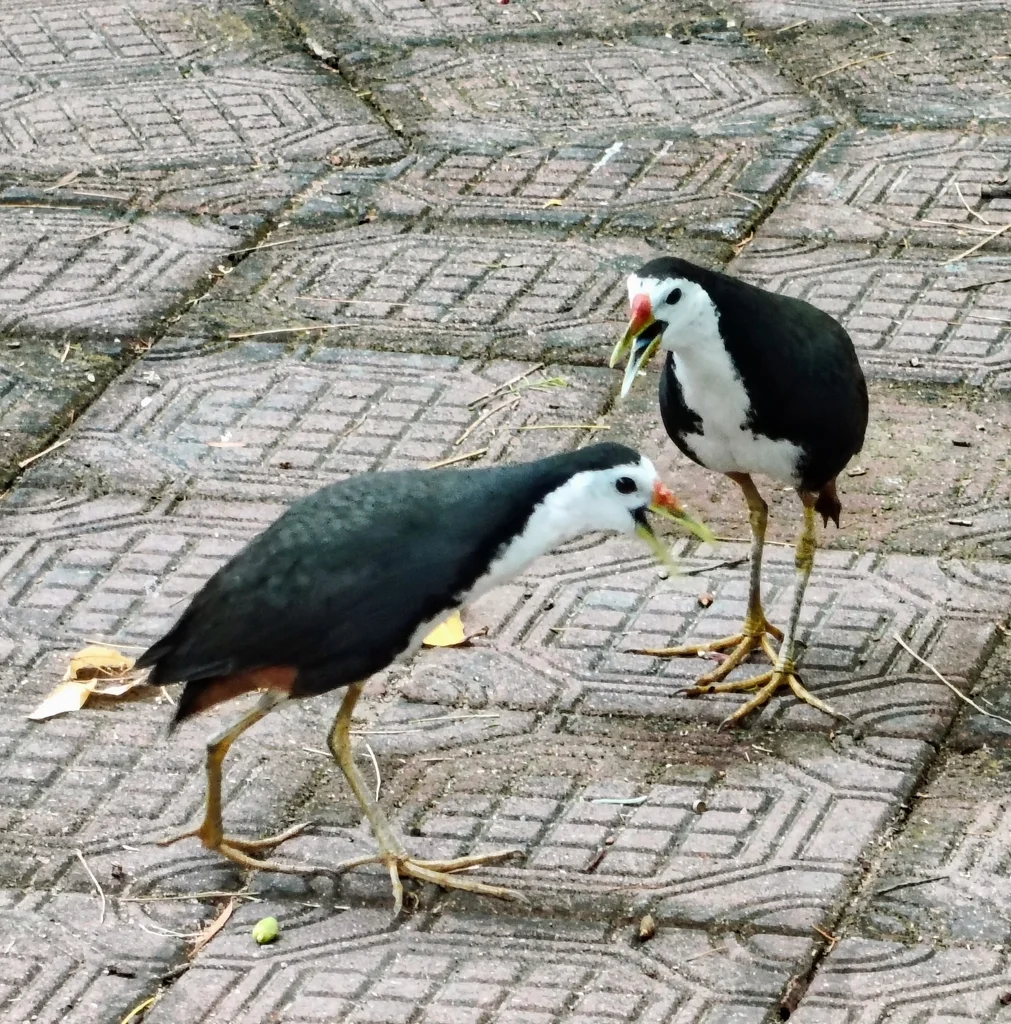白胸苦恶鸟(Amaurornis phoenicurus)