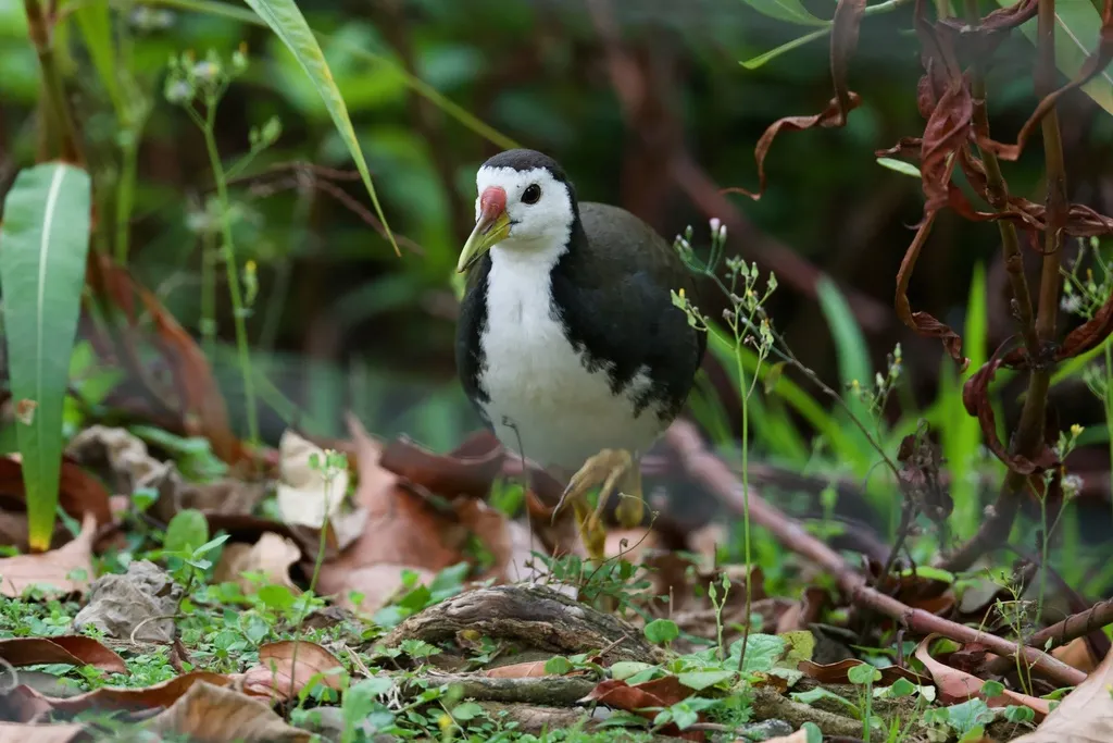 白胸苦恶鸟(Amaurornis phoenicurus)