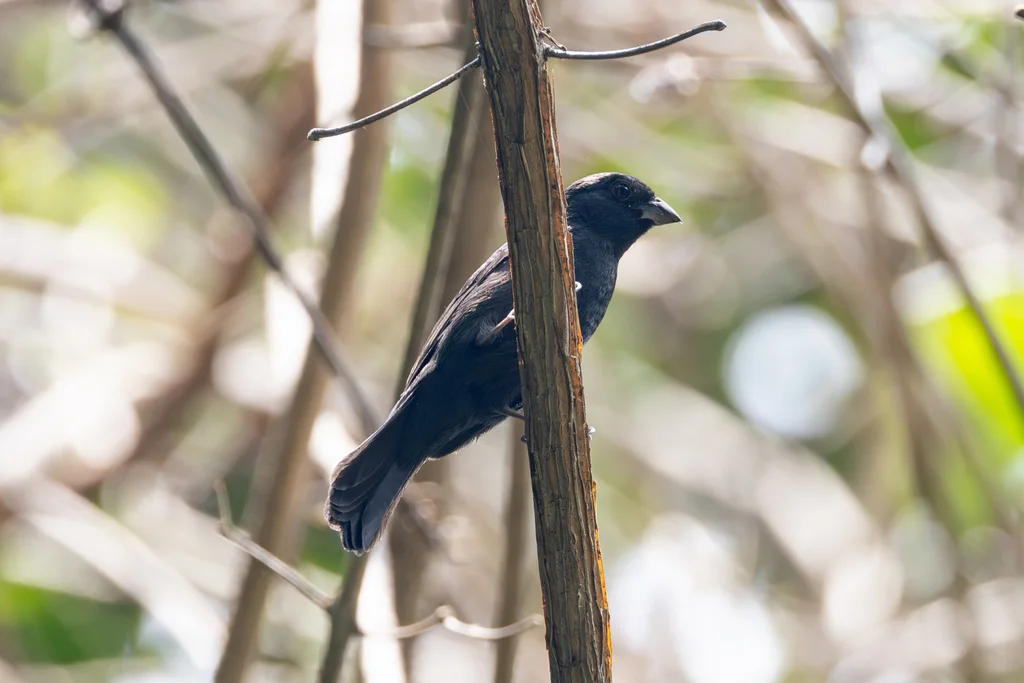 蓝籽雀(Amaurospiza concolor)