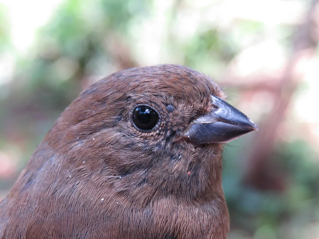 黑蓝籽雀(Amaurospiza moesta)
