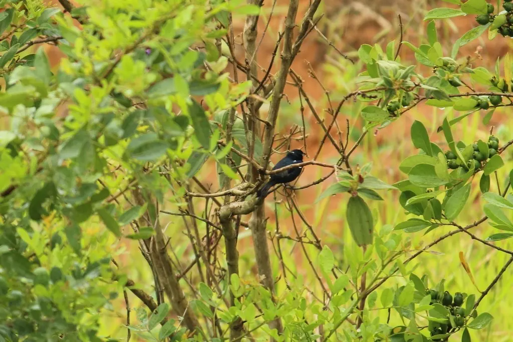 黑蓝籽雀(Amaurospiza moesta)