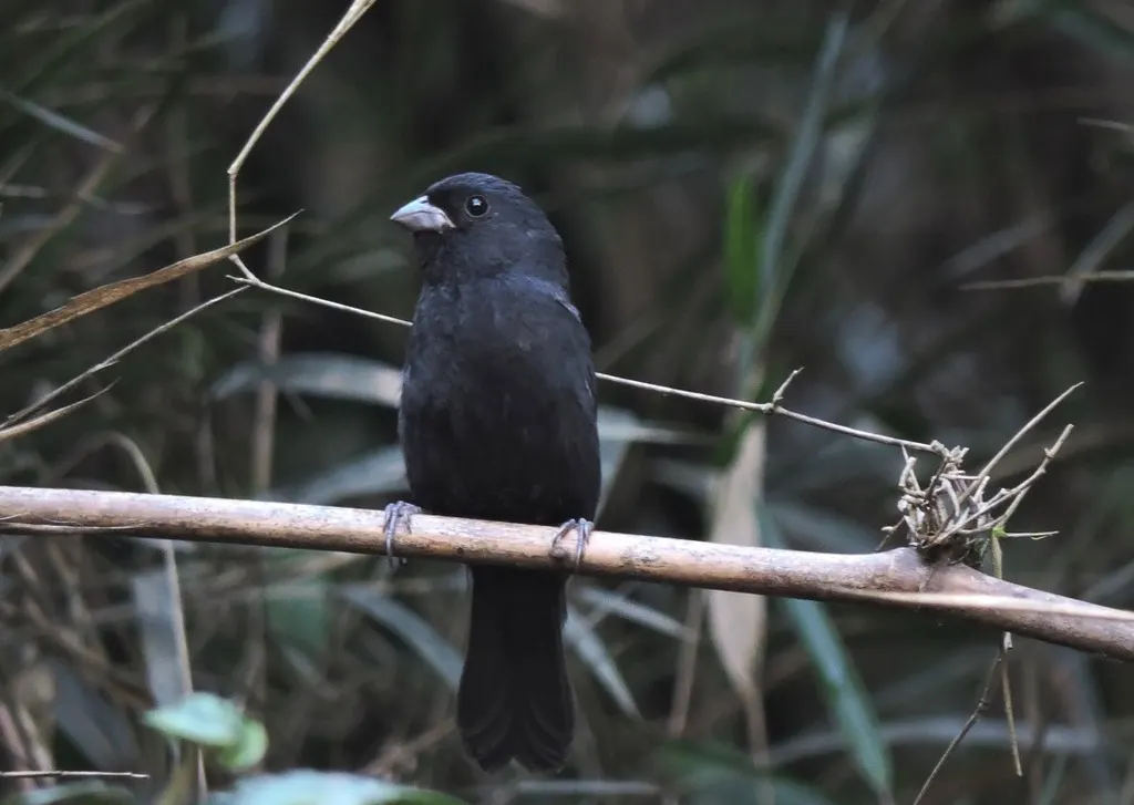 黑蓝籽雀(Amaurospiza moesta)