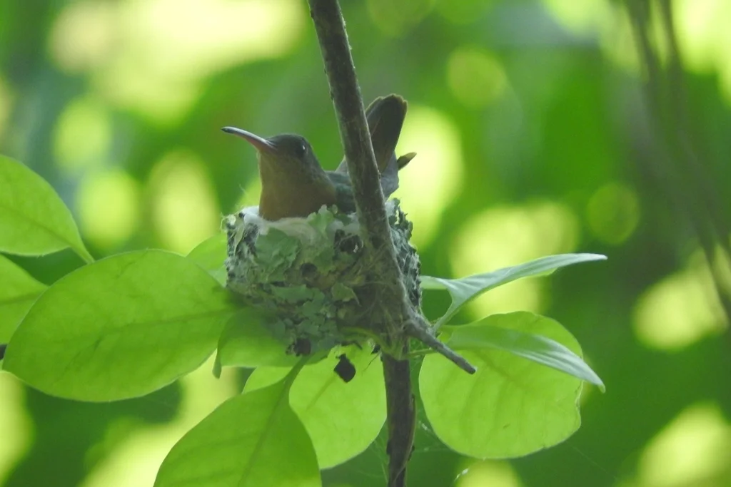 桂红蜂鸟(Amazilia rutila)