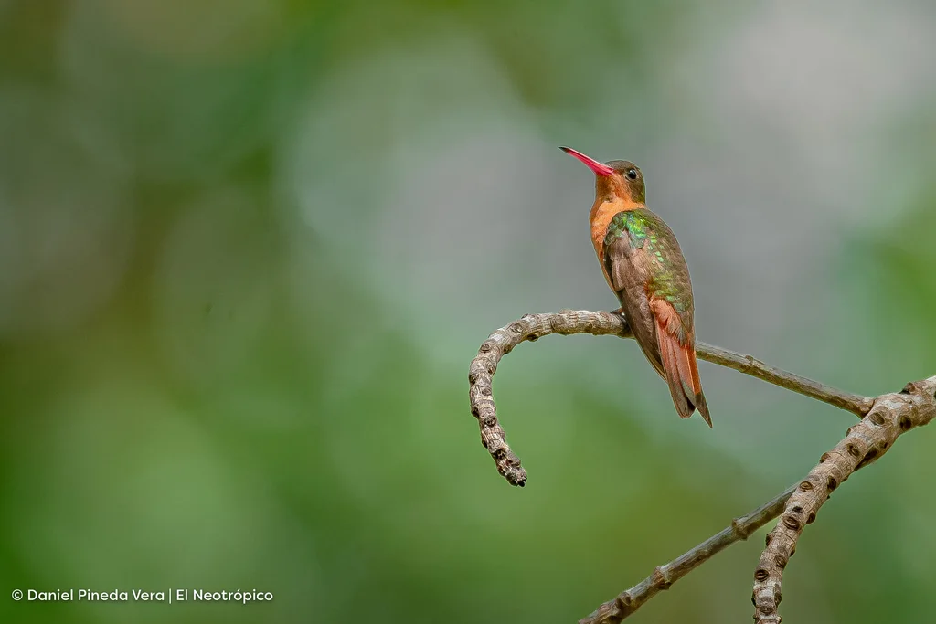 桂红蜂鸟(Amazilia rutila)