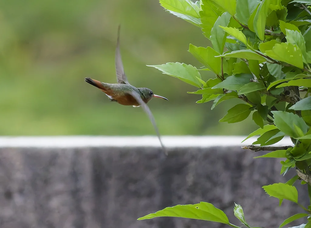 桂红蜂鸟(Amazilia rutila)