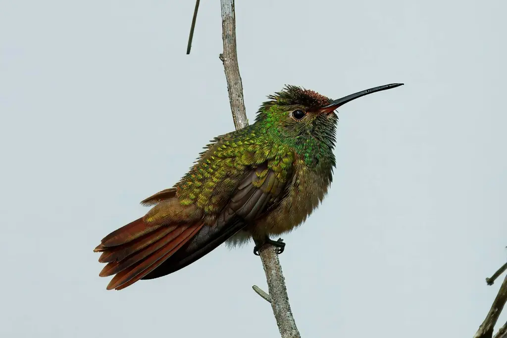 棕腹蜂鸟(Amazilia yucatanensis)