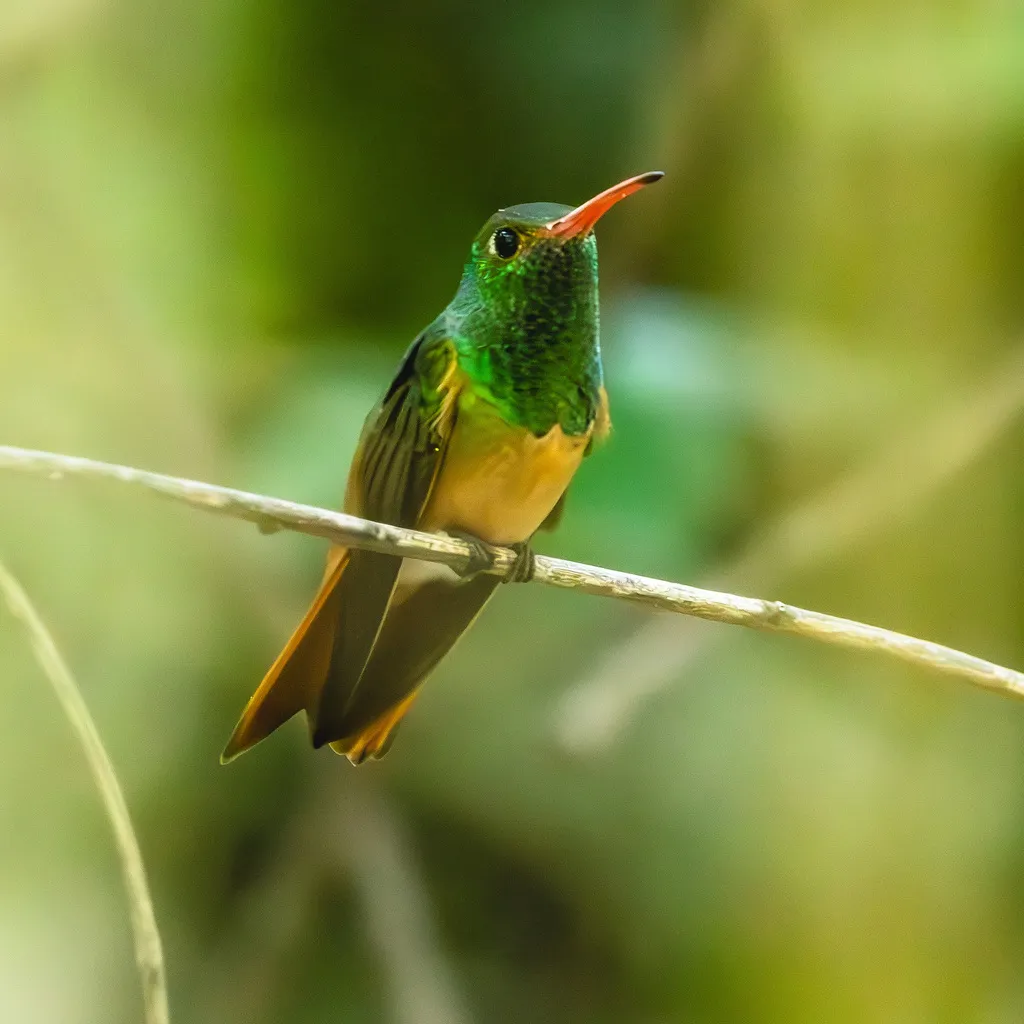 棕腹蜂鸟(Amazilia yucatanensis)