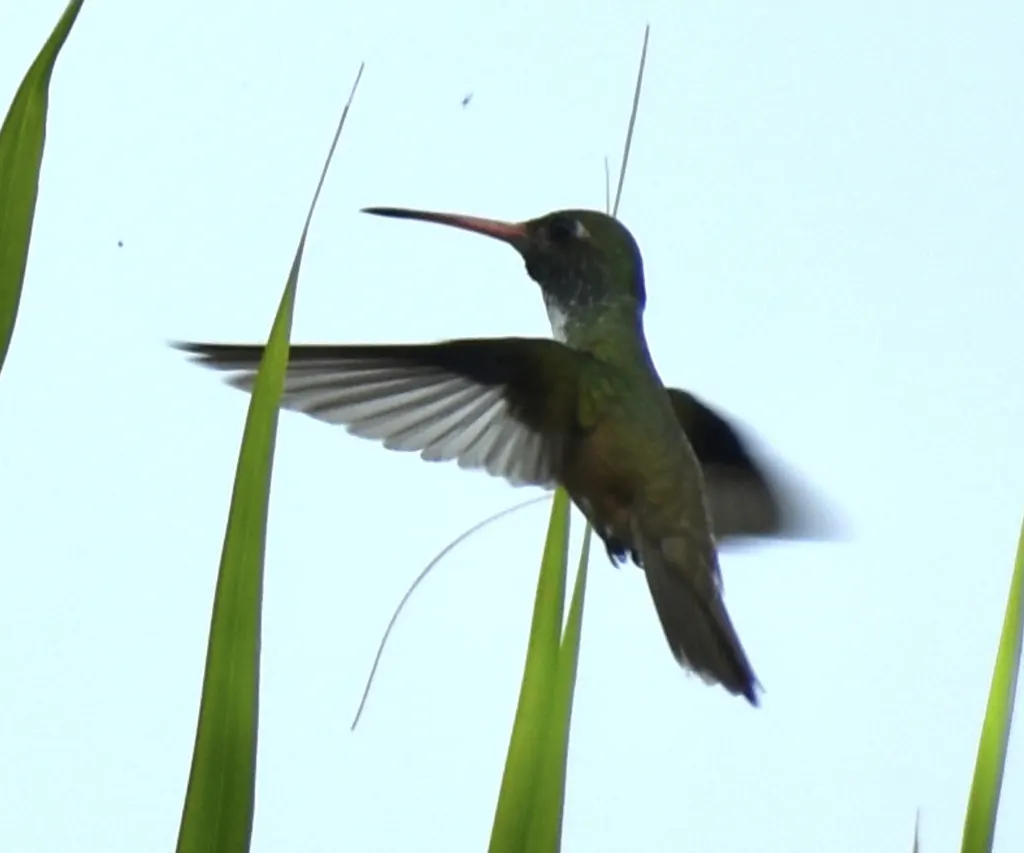 艳蜂鸟(Amazilis amazilia)