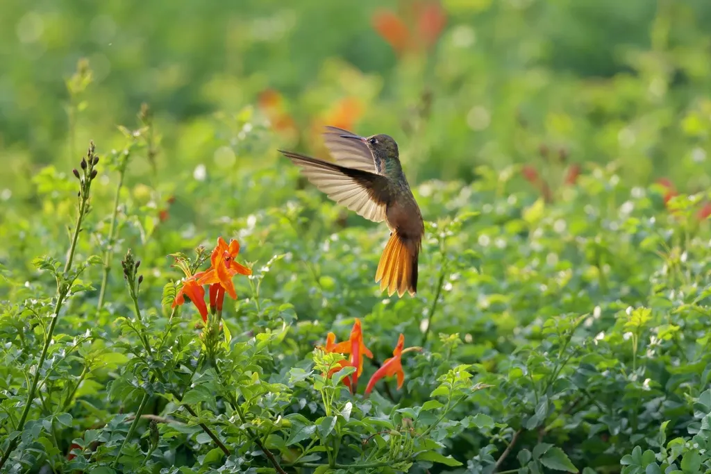 艳蜂鸟(Amazilis amazilia)