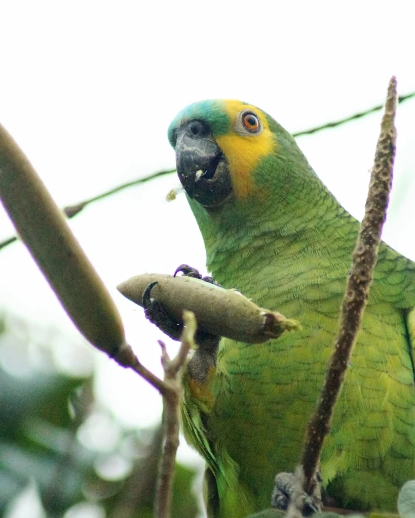 蓝顶鹦哥(Amazona aestiva)