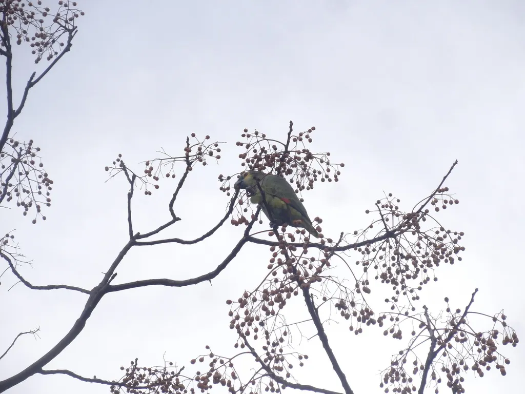 蓝顶鹦哥(Amazona aestiva)