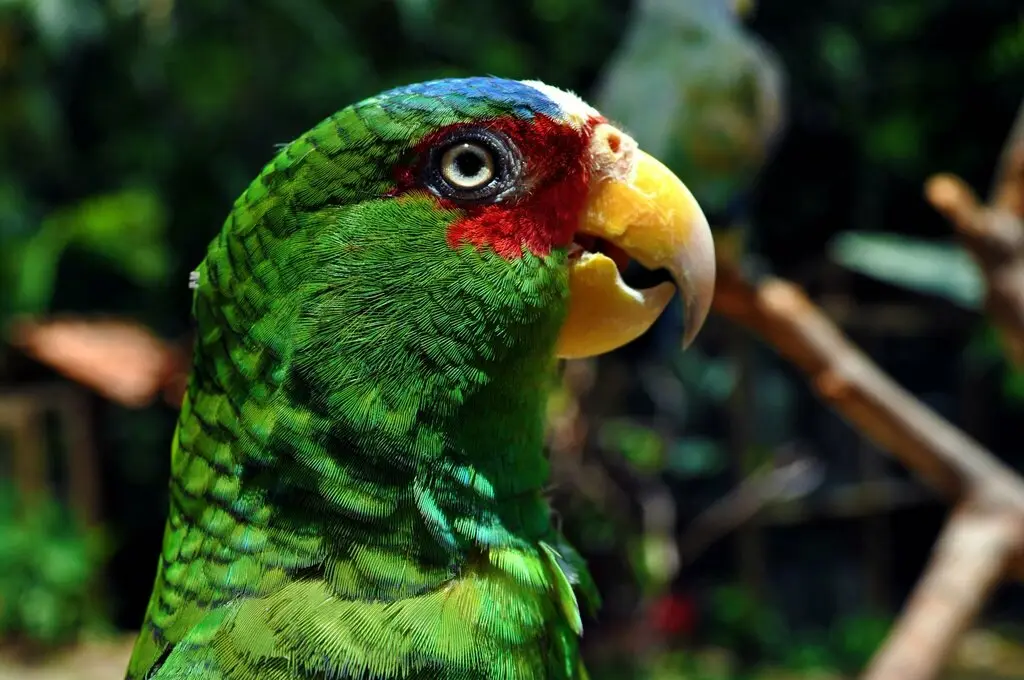 白额绿鹦哥(Amazona albifrons)