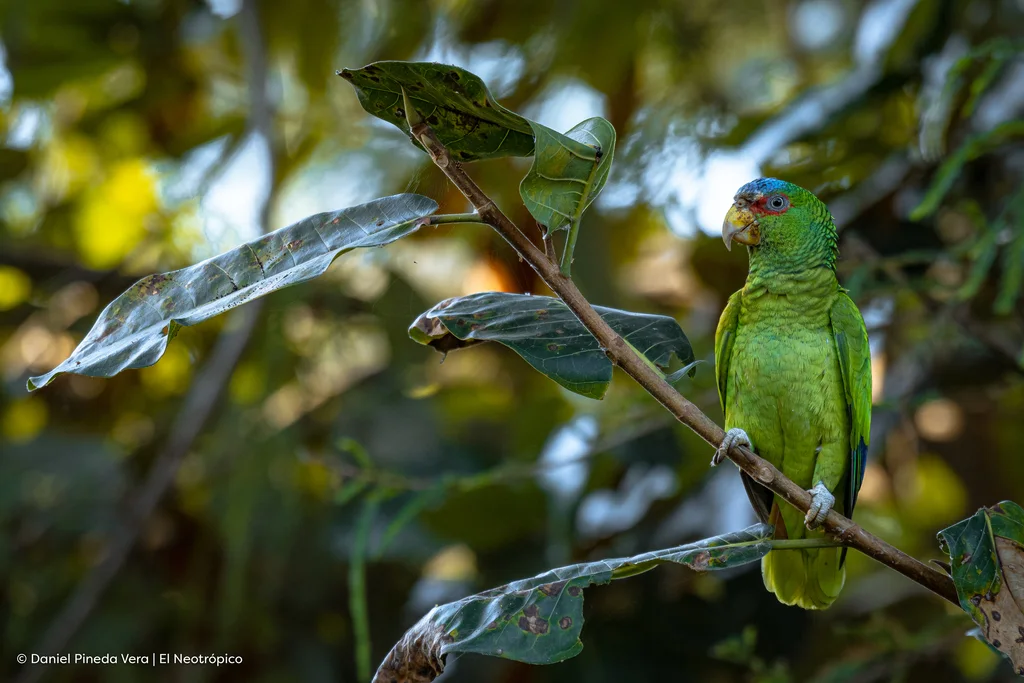 白额绿鹦哥(Amazona albifrons)
