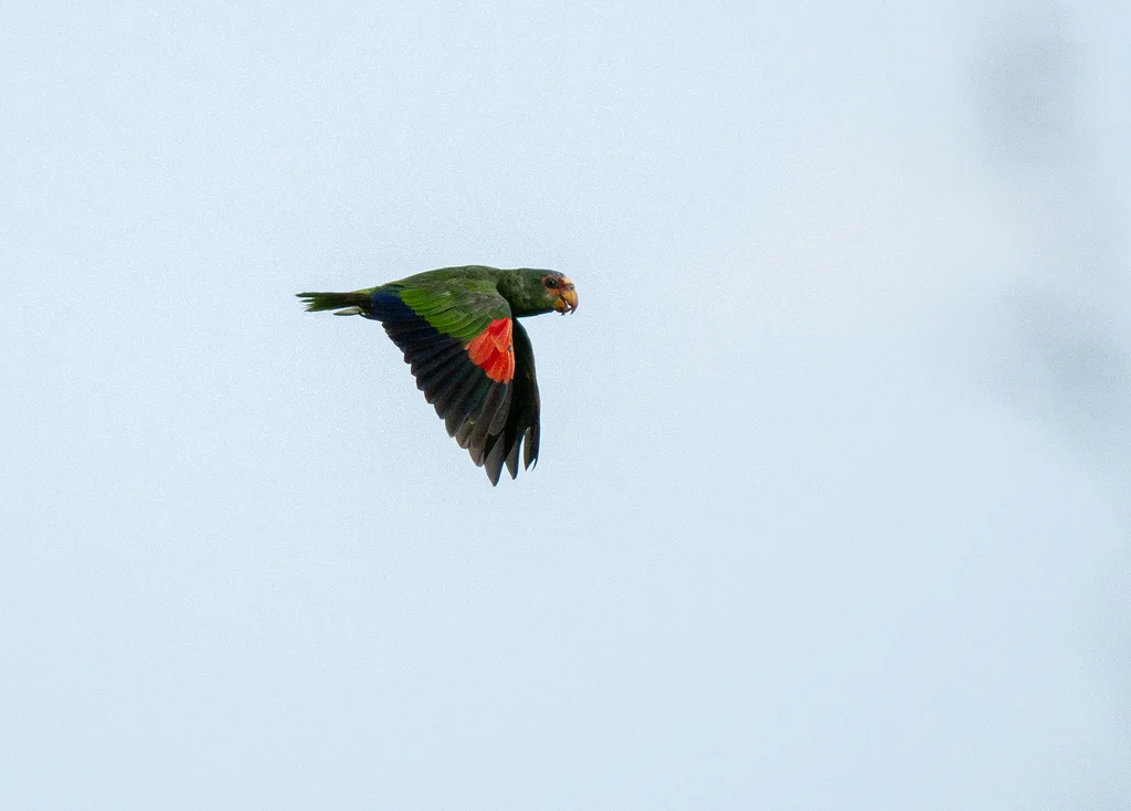 白额绿鹦哥(Amazona albifrons)