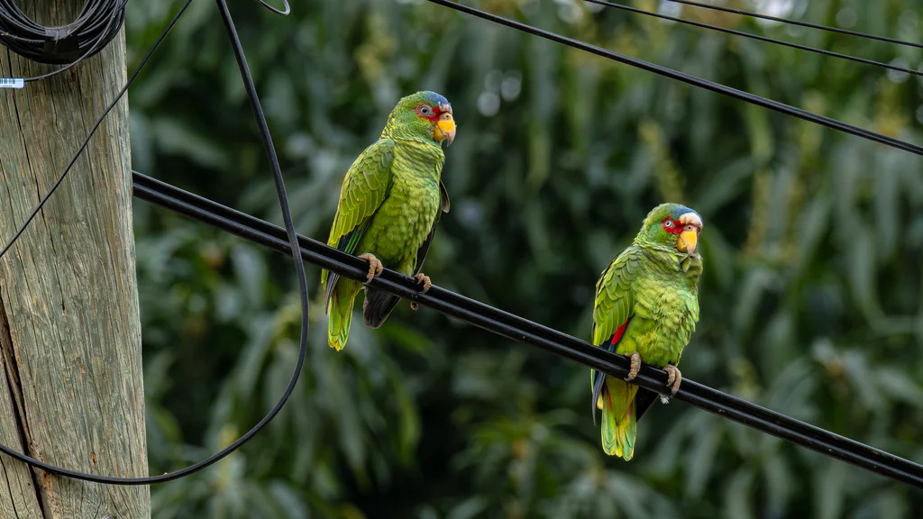 白额绿鹦哥(Amazona albifrons)