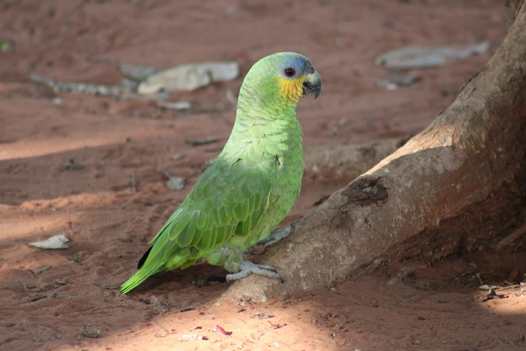 橙翅鹦哥(Amazona amazonica)