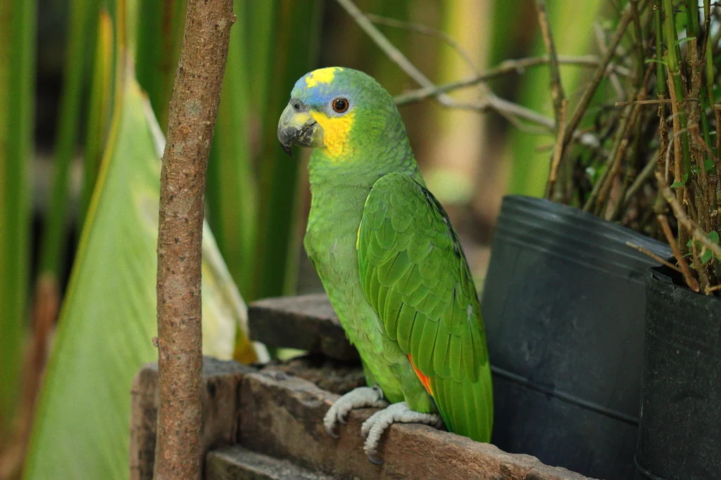 橙翅鹦哥(Amazona amazonica)