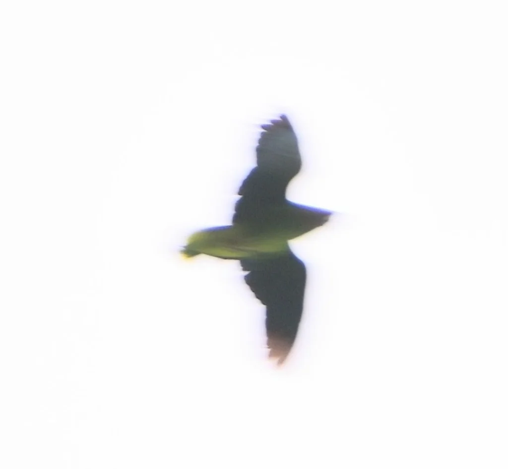 红颈鹦哥(Amazona arausiaca)