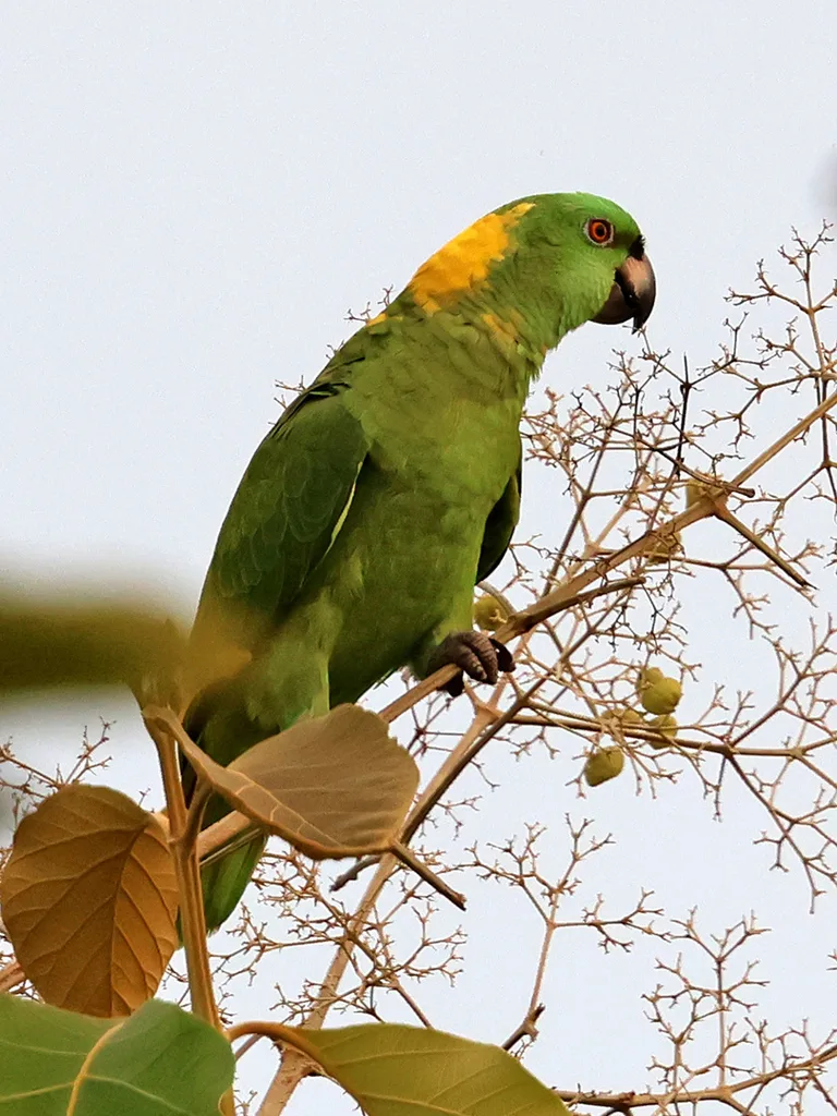 黄枕鹦哥(Amazona auropalliata)