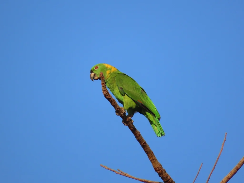 黄枕鹦哥(Amazona auropalliata)