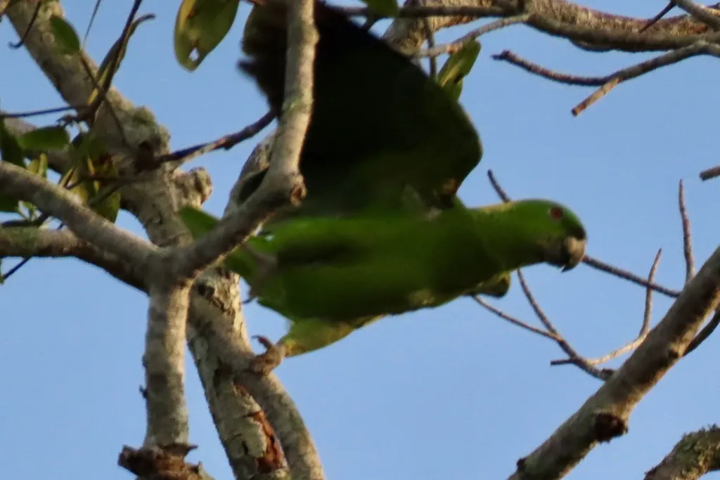 黄枕鹦哥(Amazona auropalliata)