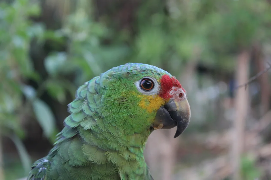 红眼鹦哥（Amazona autumnalis）