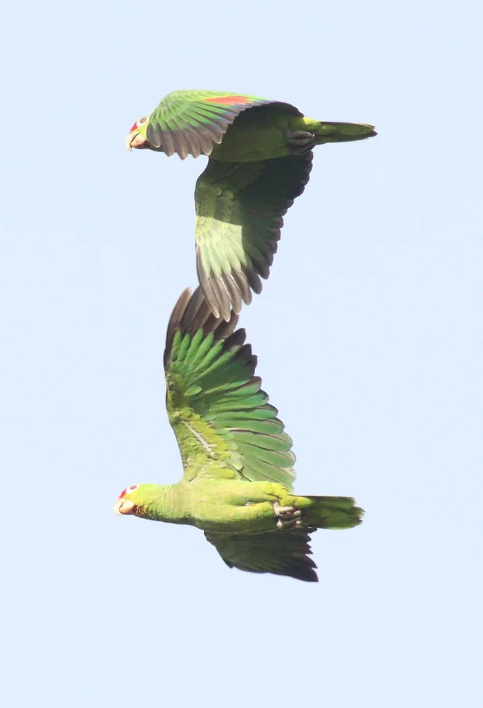 红眼鹦哥（Amazona autumnalis）