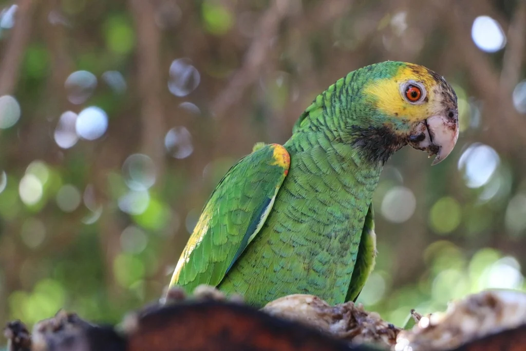 黄肩鹦哥（Amazona barbadensis）