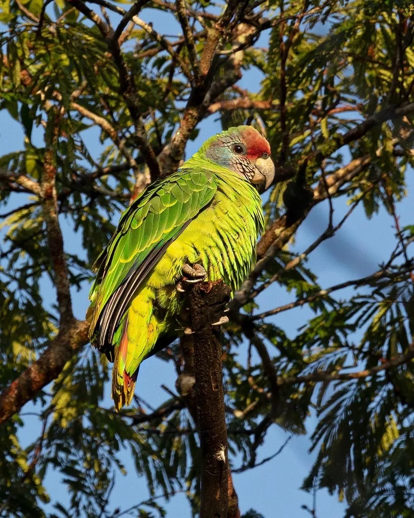 红尾鹦哥（Amazona brasiliensis）