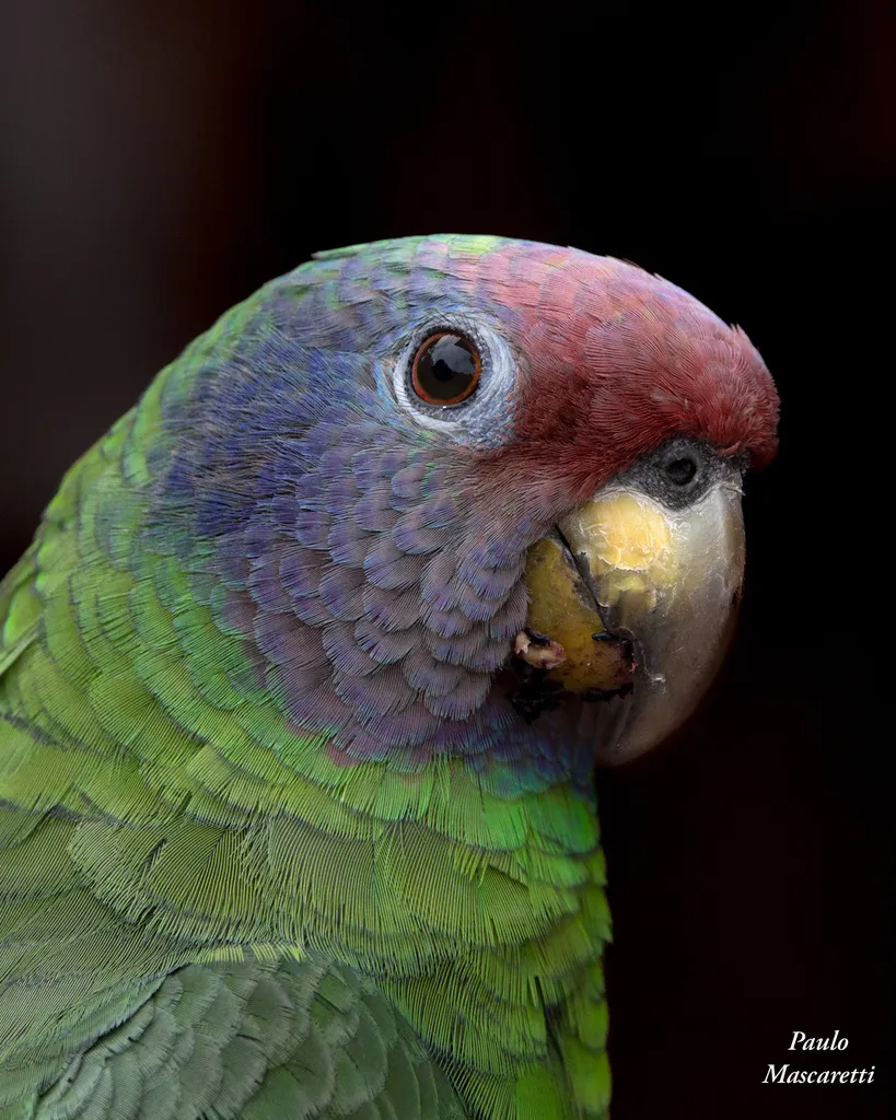 红尾鹦哥（Amazona brasiliensis）