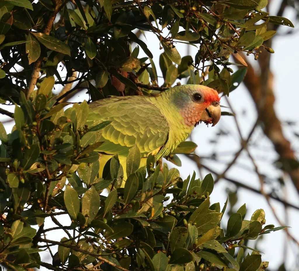 红尾鹦哥（Amazona brasiliensis）