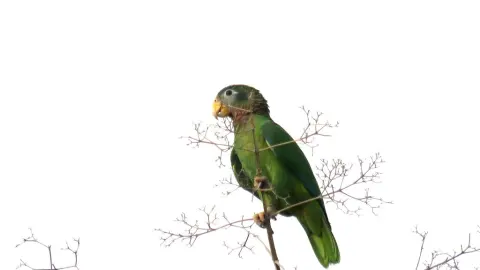 黄嘴鹦哥